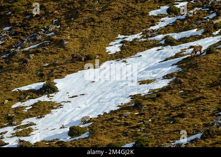 Rotwild Cervus elaphus, Hering auf verschneiten Berghängen, Strathdearn, Highlands, Schottland, Vereinigtes Königreich, Februar Stockfoto