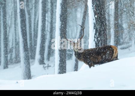 Rotwild Cervus elaphus, Hirsch in schneebedeckten Waldgebieten, Alvie Estate, Highlands, Schottland, Großbritannien, Februar Stockfoto