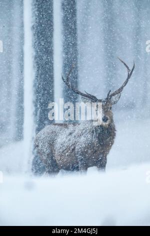 Rotwild Cervus elaphus, Hirsch in schneebedeckten Waldgebieten, Alvie Estate, Highlands, Schottland, Großbritannien, Februar Stockfoto