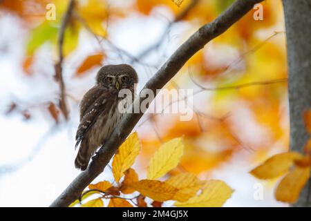 Porträt einer süßen kleinen Eule, die auf dem Ast in der Mitte der bunten Blätter sitzt. Eurasische Zwergkeule, Glaucidium passerinum, Wildtiere, Slowakei. Stockfoto