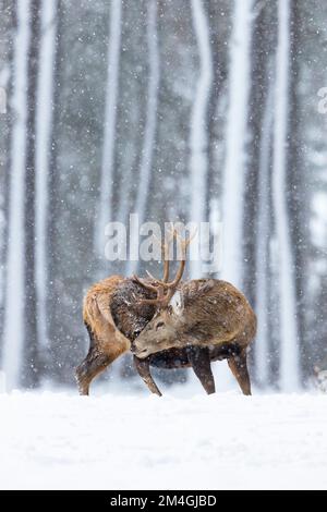 Rotwild Cervus elaphus, Hirsch in schneebedeckten Waldgebieten, Alvie Estate, Highlands, Schottland, Großbritannien, Februar Stockfoto