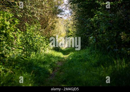 Kleiner Waldweg mit viel Grün. Stockfoto