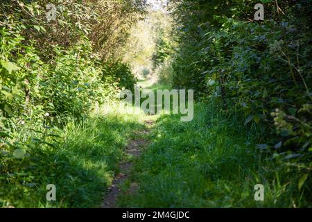 Kleiner Waldweg mit viel Grün. Stockfoto