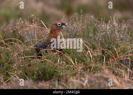 Rothühner Lagopus lagopus scotica, männlicher Erwachsener mit Heidekraut, Lochindrob, Highlands, Schottland, Vereinigtes Königreich, Februar Stockfoto