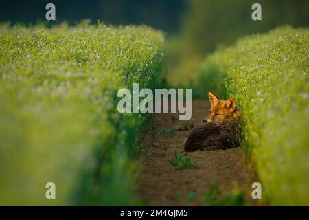 Rotfuchs, der auf den Traktorspuren im Leinenfeld ruht. Müder Rotfuchs zwischen den blauen Blumen. Rotfuchs, Vulpes vulpes, Wildtiere, Slowakei. Stockfoto