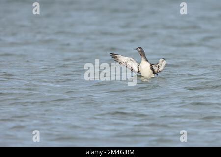 Rotkehlchen-Taucher Gavia stellata, Winterreiter auf See, Cley Beach, Norfolk, Großbritannien, Oktober Stockfoto