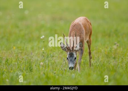 Ein alter Hirschbuck, der im Gras schnüffelt. Reh männlich auf dem Gleis des Weibchens. Sommer, Wiege-Saison. Kopf nach unten. Stockfoto