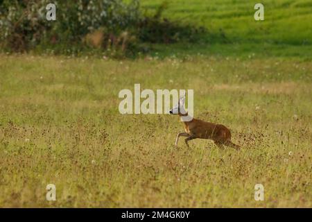 - Reh-Hirsch-Buck. Ein Tier auf der Wiese. Abnorme Geweihe. Wildtiere, Capreolus capreolus, Slowakei. Stockfoto