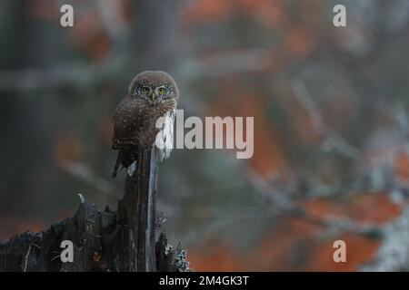 Porträt einer süßen kleinen Eule, die im Regen auf dem Ast sitzt. Eurasische Zwergkeule, Glaucidium passerinum, Wildtiere, Slowakei. Stockfoto