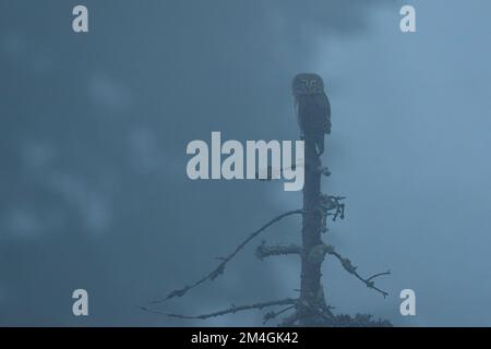 Porträt einer süßen kleinen Eule, die im Regen auf dem Ast sitzt. Eurasische Zwergkeule, Glaucidium passerinum, Wildtiere, Slowakei. Stockfoto