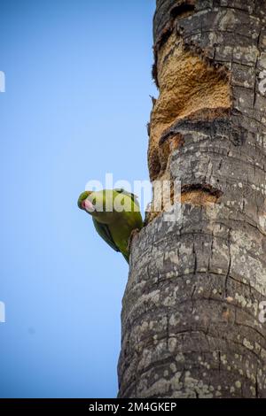 Nahaufnahme eines Sittichs mit Rosenring, der auf einem Baumstamm auf einem unscharfen Hintergrund steht Stockfoto
