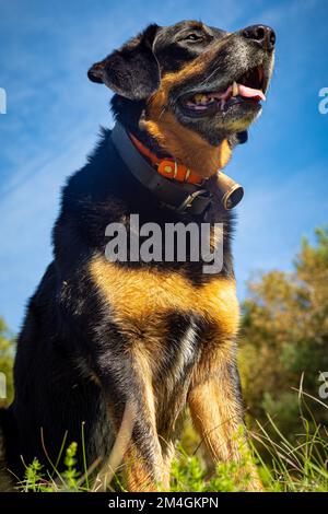 Wunderschöner Mischhund im Wald - Mischung aus Beauceron und Labrador Stockfoto