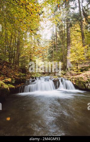 Lange Exposition eines verlorenen Flusses in einem Naturschutzgebiet, umgeben von fallenden bunten Blättern und alten Milchbäumen im Herbst. Starre hamry, Beskydy Mountain Stockfoto