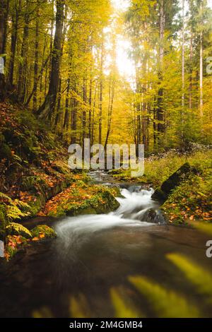 Lange Exposition eines verlorenen Flusses in einem Naturschutzgebiet, umgeben von fallenden bunten Blättern und alten Milchbäumen im Herbst. Starre hamry, Beskydy Mountain Stockfoto