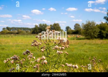 Nahaufnahme von Kratzdistel im August, im Hintergrund eine Weide mit Bäumen und blauem Himmel mit kleinen Wolken. Stockfoto