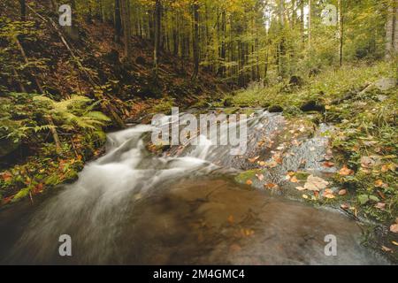 Lange Exposition eines verlorenen Flusses in einem Naturschutzgebiet, umgeben von fallenden bunten Blättern und alten Milchbäumen im Herbst. Starre hamry, Beskydy Mountain Stockfoto