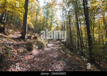 Entdecken Sie neue verlorene Wege, bedeckt mit rot-orangefarbenen Blättern von den Eichen rund um diesen magischen Ort. Ostravice, Beskydy, Tschechische republik. Stockfoto