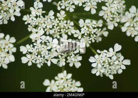 Fliege sitzt auf Privatblume Stockfoto