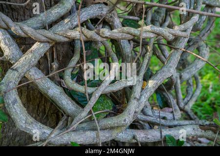 Liana oder verdrehte Dschungelreben, die sich unter grünen Bäumen in einem Regenwaldgarten umknüpfen, Südostasien, keine Menschen. Stockfoto