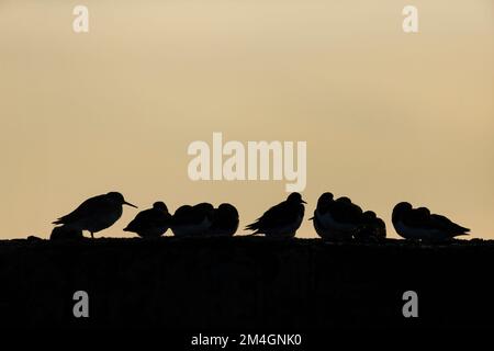 Ruddy Turnstone Arenaria Interpres & Common Redshank Tringa totanus, Gruppe, die bei Sonnenuntergang an der Wand sitzt, Burghead, Moray, Schottland, Großbritannien Stockfoto