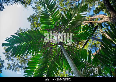 Betelnussbäume - perfekte Palmen vor einem wunderschönen blauen Himmel, hat viele Namen wie Areka-Palme, Areka-Nusspalme, Betelpalme. Stockfoto