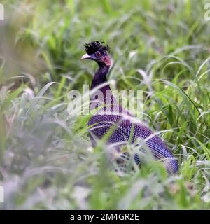 Haubenguineaflut (Guttera pucherani) aus Zimanga, Südafrika. Stockfoto