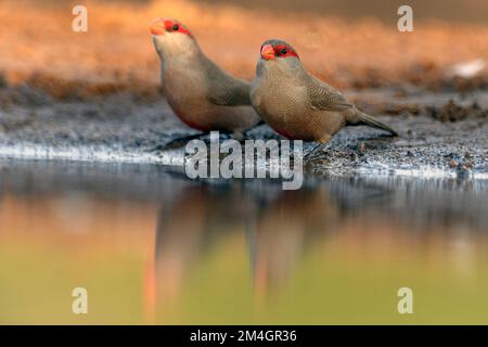 Gewöhnliche Wacholder (Estrilda astrild) an einem Teich im Zimanga Private Reserve, Südafrika. Stockfoto