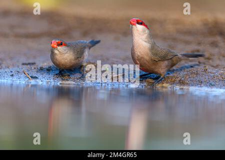 Gewöhnliche Wacholder (Estrilda astrild) an einem Teich im Zimanga Private Reserve, Südafrika. Stockfoto