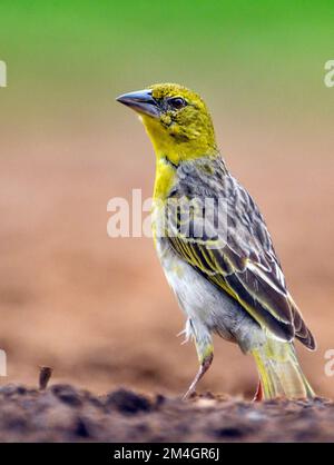 Dorfweber (Ploceus cuccullatus, weiblich) aus Zimanga, Südafrika. Stockfoto