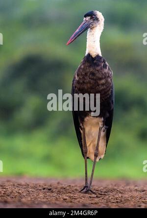 Wolly-halsiger Storch (Ciconia episcopus) aus Zimanga, Südafrika. Stockfoto