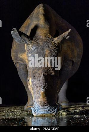 Weißes Nashorn (Ceratotherium simum) bei Nacht im Zimanga Private Reserve, Südafrika. Stockfoto