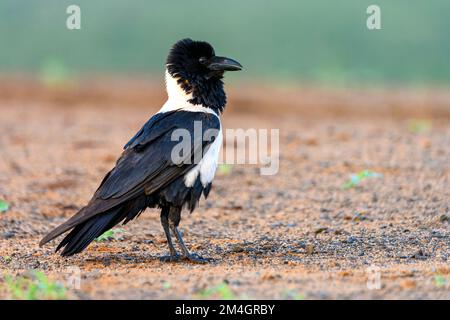 Rattenkrähe (Corvus albus) aus Zimanga, Südafrika. Stockfoto