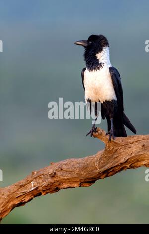 Rattenkrähe (Corvus albus) aus Zimanga, Südafrika. Stockfoto