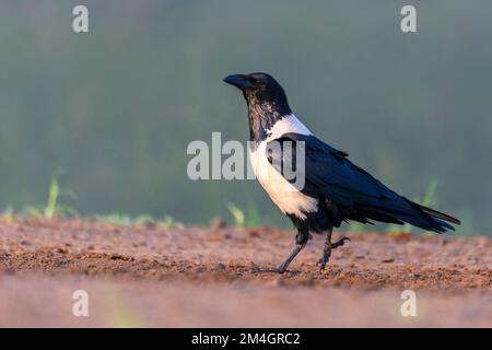 Rattenkrähe (Corvus albus) aus Zimanga, Südafrika. Stockfoto