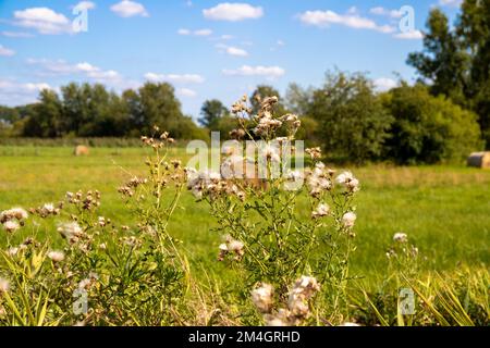 Nahaufnahme von Kratzdistel im August, im Hintergrund eine Weide mit Bäumen und blauem Himmel mit kleinen Wolken. Stockfoto