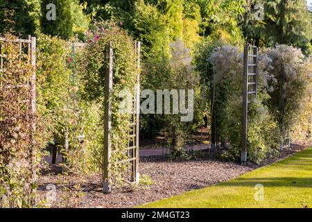 Holzpergolen im Garten mit Kletterpflanzen. Stockfoto