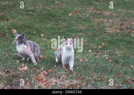 Ein kurioses, farbenfrohes Kätzchen, das im Gras sitzt und ihre Geschwister um sie herumschwirren sieht. Ein beliebtes vierbeiniges Haustier in freier Wildbahn. Katze im Auge. Stockfoto