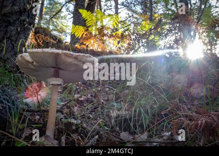 Wunderschöne große wilde Sonnenschirmpilze, die im Wald wachsen - Macrolepiota procera Stockfoto