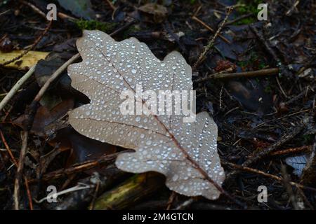 Eichenblätter auf dem Waldboden Stockfoto