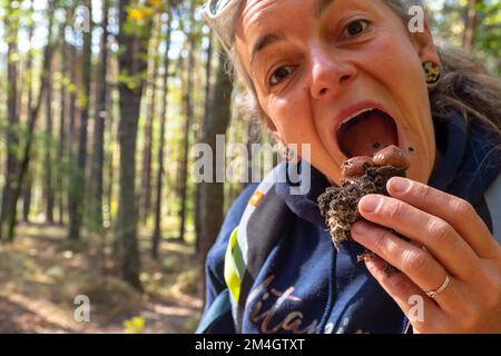 Pilzforscher, die versuchen, Wildpilze im Wald mit einem Identifikationsbuch zu identifizieren - Pilzsammeln und Pilzforsten Stockfoto