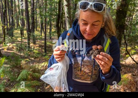 Pilzforscher, die versuchen, Wildpilze im Wald mit einem Identifikationsbuch zu identifizieren - Pilzsammeln und Pilzforsten Stockfoto