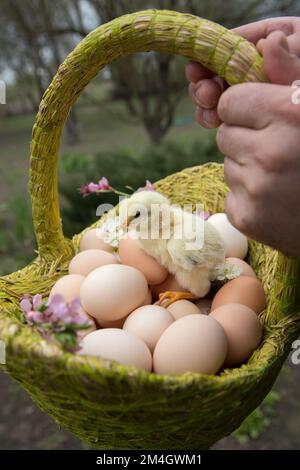 Süßes, geschlüpftes Küken sitzt in einem Korb mit vielen frisch gepflückten Hühnereiern. Konzentrier dich auf ein Huhn. Geflügelhaltung. Hühnerzucht. Frühlingssaison, neu Stockfoto