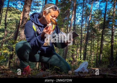 Pilzforscher, die versuchen, Wildpilze im Wald mit einem Identifikationsbuch zu identifizieren - Pilzsammeln und Pilzforsten Stockfoto