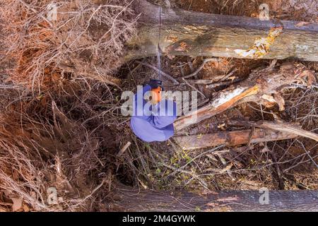 Professioneller Mann, der nach Hurrikan mit Hilfe der Kettensäge Baumstamm mit Kettensäge abschneidet Stockfoto