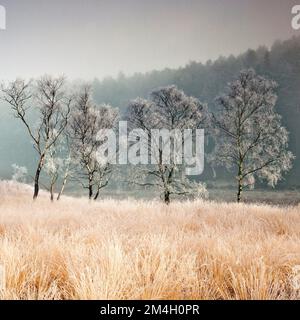 Starker Frost mit Nebel und Nebel im Winter Cannock Chase Country Park AONB (Gebiet von außergewöhnlicher natürlicher Schönheit) in Staffordshire, England, UK Stockfoto