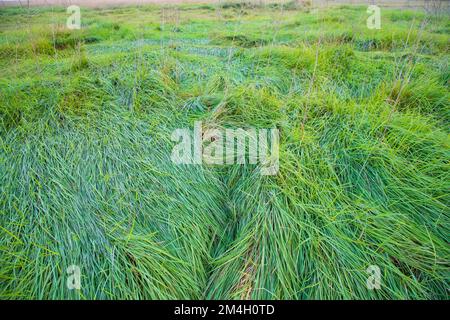 Nahaufnahme Grün lange Grasstruktur kann als natürliche Hintergrundtapete verwendet werden Stockfoto