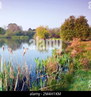 Lake Early Morning im Staffordshire Wildlife Trust das Wolseley Centre in der Nähe von Rugeley im April Frühlingssaison am Cannock Chase Country Park AONB Stockfoto