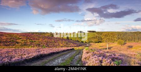 Fahren Sie im Sommer durch Heathland hinunter ins Sherbrook Valley Cannock Chase Country Park AONB (Gebiet von außergewöhnlicher natürlicher Schönheit) in Staffordshire Stockfoto