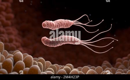 Helicobacter Pylori ist ein gramnegatives, mikroaerophil Bakterium im Magen gefunden. 3D illustration Stockfoto