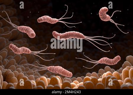 Helicobacter Pylori ist ein gramnegatives, mikroaerophil Bakterium im Magen gefunden. 3D illustration Stockfoto